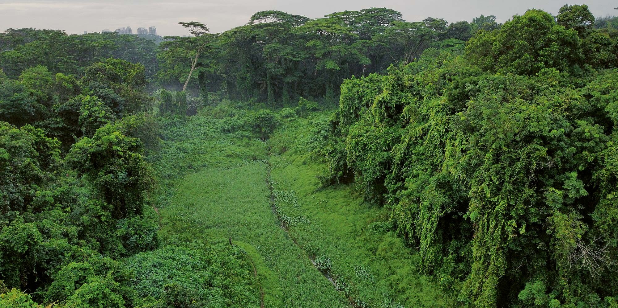 Clementi Forest Clementi Forest